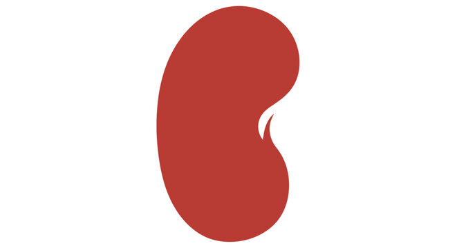 Red kidney illustration viewed from the front showcasing its distinctive shape and anatomy in a simple graphic representation