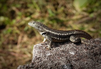 Fototapeta premium San Cristobal Lava Lizard (Microlophus bivittatus) in San Cristobal island, Galapagos, Ecuador