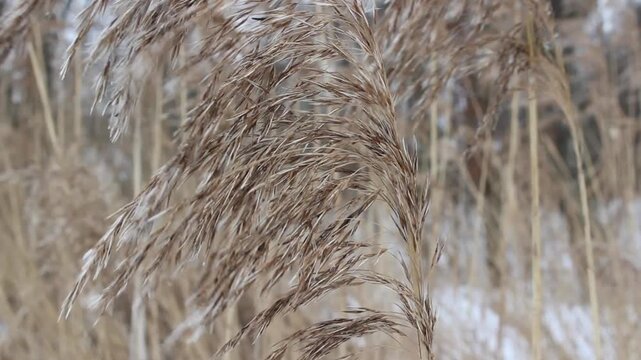 Abstract dry grass texture moving in wind, natural background pattern