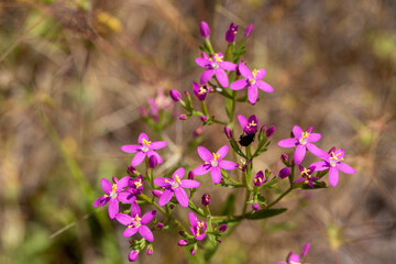 Obraz premium Wild plant, scientific name; Centaurium erythraea
