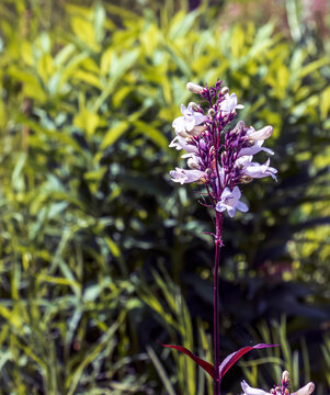 Foxglove beard-tongue or the Penstemon digitalis Husker Red. Called Talus slope penstemon and White beardtongue also