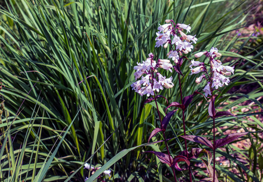 Flowers of wildflower Penstemon digitalis 'Husker Red'.