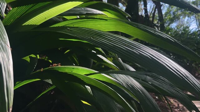 sunlit tropical green leaves layered with natural texture light shadows and jungle depth