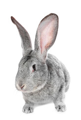 Obraz premium Cute fluffy Easter bunny isolated on white