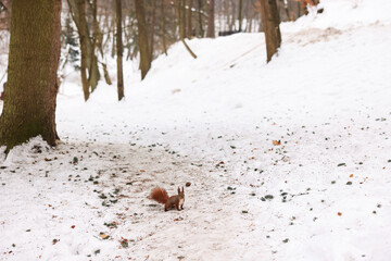 Naklejka premium Cute red squirrel on snow in winter park