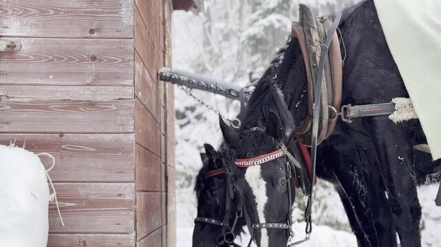 Black horses feeding hay by snowy shed