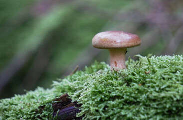 A wild mushroom on moss in the forest 