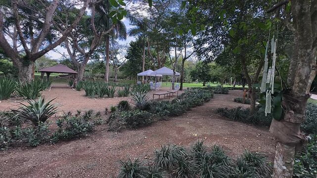 tropical garden clearing with trees, planted agave rows, shaded seating areas, and open green landscape
