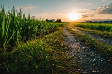 Obraz premium Dirt path through vibrant green rice fields under a warm sunset