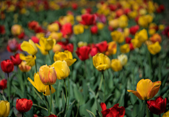 Fototapeta premium Tulip fields bloom near Zurich for Swiss spring holidays, Easter and Mothers Day