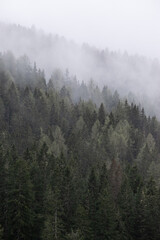 Aerial view of lush green conifer forest on a foggy day © emiaronaph