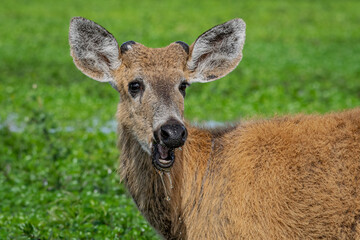 Obraz premium Marsh Swamp deer (Blastocerus dichotomus) portrait with alert expression in green meadow