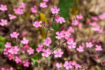 Rock soapwort or tumbling Ted flowers (Saponaria ocymoides, the Caryophyllaceae family)