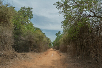 Fototapeta premium Madagascar, unpaved road to Belo sur Mer in the South West.