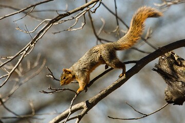 Obraz premium squirrel in a tree
