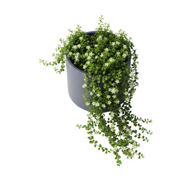 Photorealistic overhead studio shot of lush green foliage and tiny white flowers trailing from a matte slate-gray cylindrical planter on a transparent background. Concept for home decor advertising