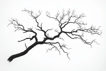 Obraz premium Branches stretch across a blank background showing the details of a tree's form