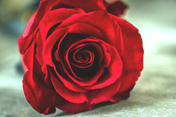 Einzelne Rose auf Holz Nahaufnahme 	
