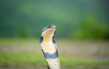 Fototapeta premium King Cobra Highly Deadly Venomous snake of India