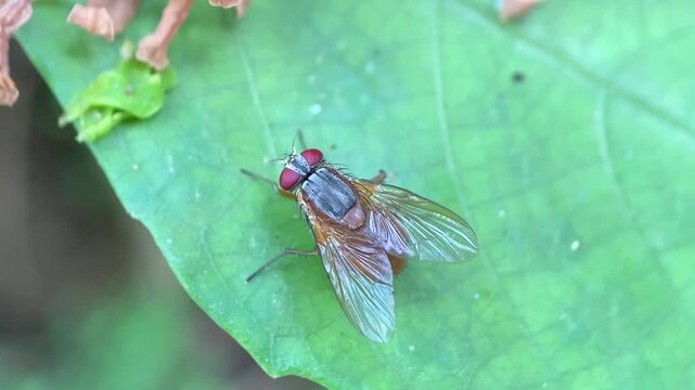 Macro Top View of Phaonia Muscid Fly with Orange Abdomen and Dark Striped Thoracic Dorsum