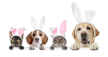 Cute dogs and cats with Easter bunny headbands peering out of banner on white background © New Africa