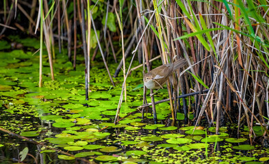 Marsh Warbler Eating A Dragonfly (Acrocephalus palustris)