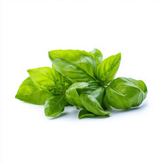 Fototapeta premium Isolated fresh basil leaves on a clean white background, showcas