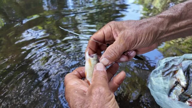 fishing for tilapia with a net, in a stream in the jungle