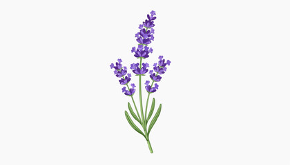 Obraz premium A minimalist vector illustration of a lavender flower with purple petals and green leaves on a white background