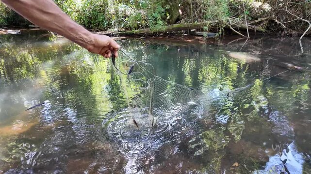 fishing for tilapia with a net, in a stream in the jungle