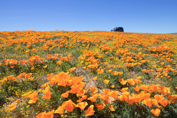 Low angle focus on vibrant California poppies with a car on the horizon during a spring road trip, Antelope Valley, California