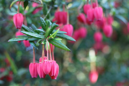 Chilean lantern tree flowers or crinodendron hookerianum