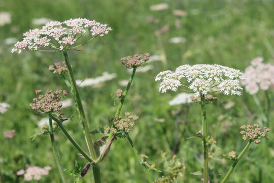 Common hogweed flower heads in a meadow