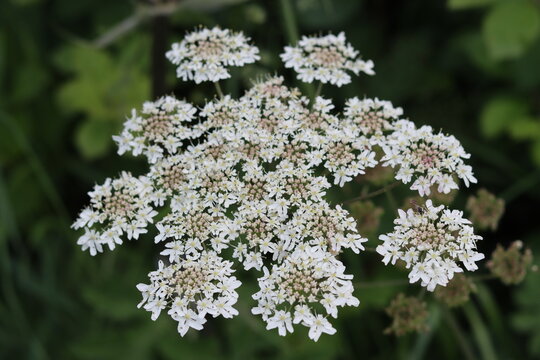Close up of a common hogweed flower head
