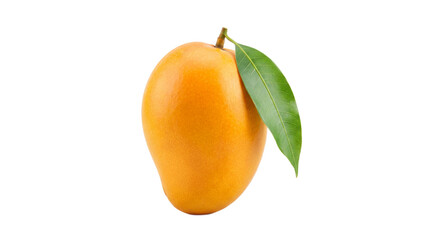 Vibrant yellow mango with a single green leaf fresh and ripe.
