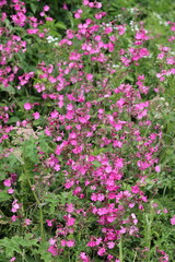 Obraz premium Red campion flowers in a meadow