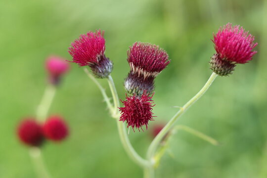 Crimson thistle or cirsium rivulare flowers