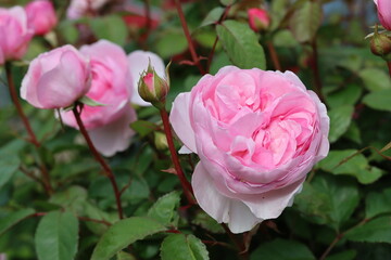 Large pale pink roses on a garden rose bush