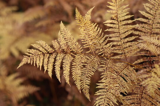 Bracken in a woodland in autumn