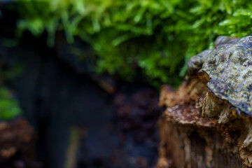 Fungi grow on wood in a forest with green moss covering the ground during daytime