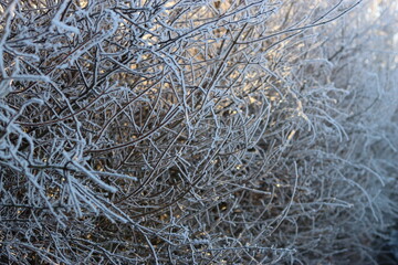 Obraz premium Hedge covered in thick frost