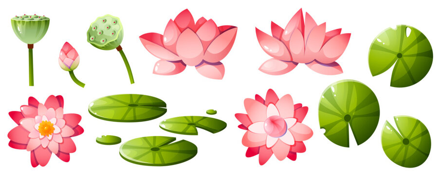 A set of soft pink flowers and green lotus leaves. Lotus box, bud with stem, flowers and leaves, top and side view.