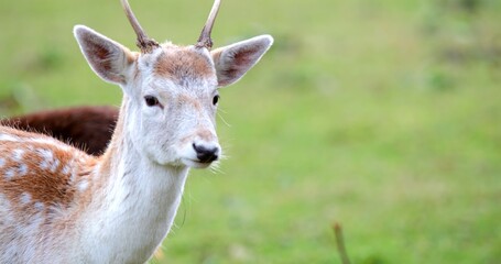 Obraz premium Fawn standing in a green field with other deer in the background during daylight hours in a natural habitat