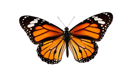 Obraz premium A vibrant orange butterfly with black and white details on transparent background