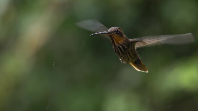 Planalto Hermit (Phaethornis pretrei) hovering in rain, tropical hummingbird in Brazil