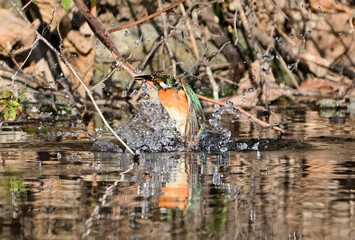 水浴びしているカワセミ