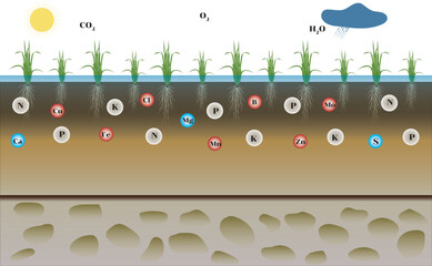 Vector illustration showing the cross-section layers of paddy soil used in rice cultivation and agricultural education.