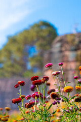 Paper flower field with colorful blooming flowers under blue sky in natural outdoor garden scene Ban Rong Kla Thailand