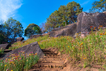 Wildflower field with paper like petals surrounds natural stone staircase under bright blue sky in peaceful outdoor setting Ban Rong Kla Thailand