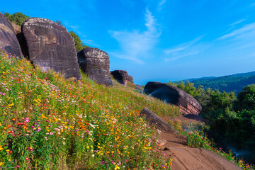 Wildflower field with colorful paper flowers blooming near large rock formations under blue sky Ban Rong Kla Thailand